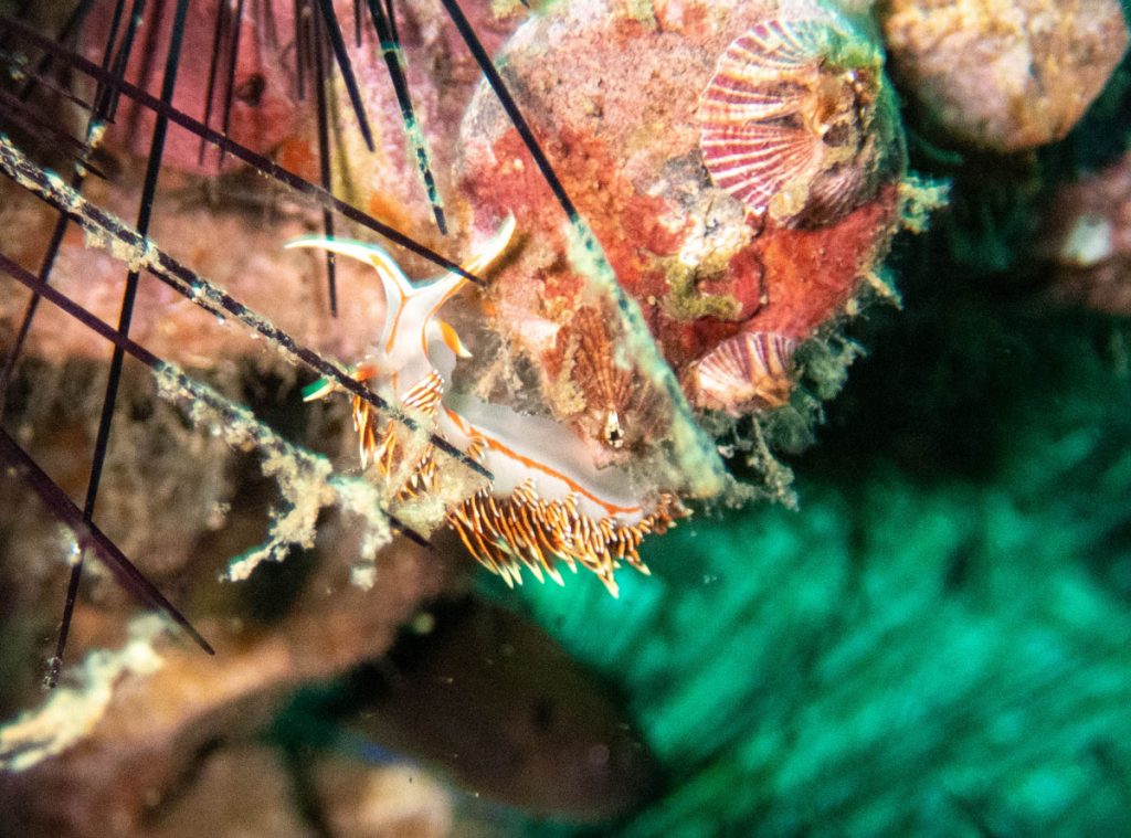 Nudibranch in Koh Tao