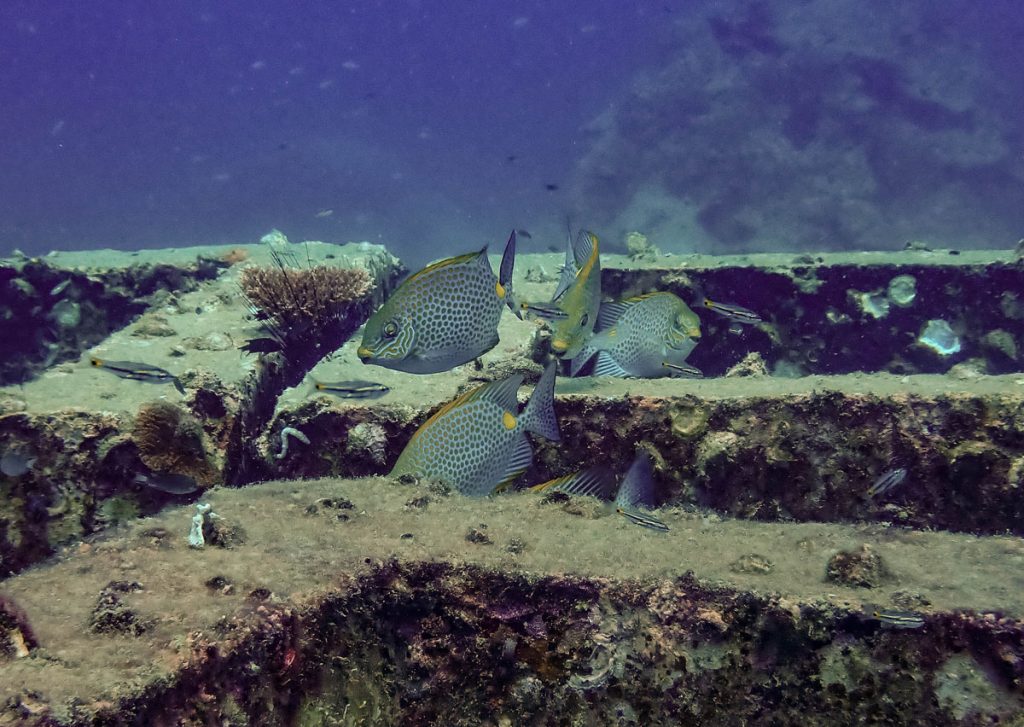 Reef cubes and fish at Mango Bay