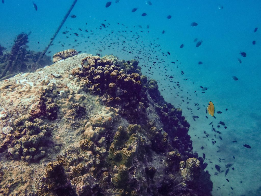 Rock and reef fish at Mango Bay