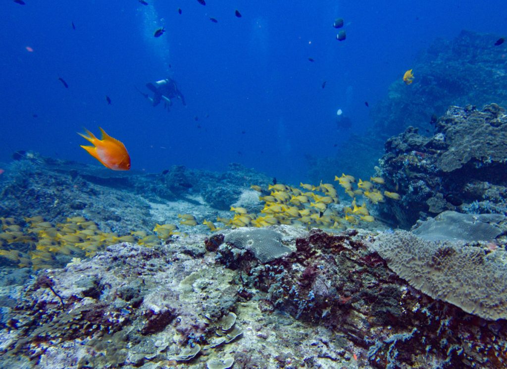 colorful fish at koh bon reef