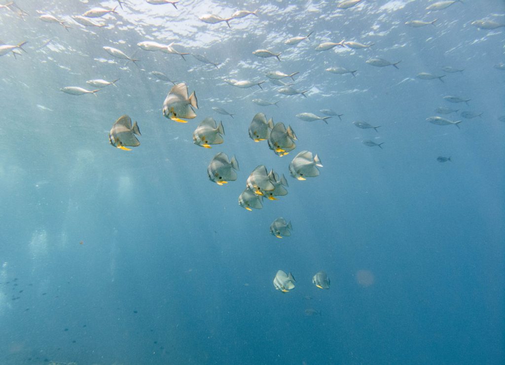 bat fish at Richelieu Rock dive site