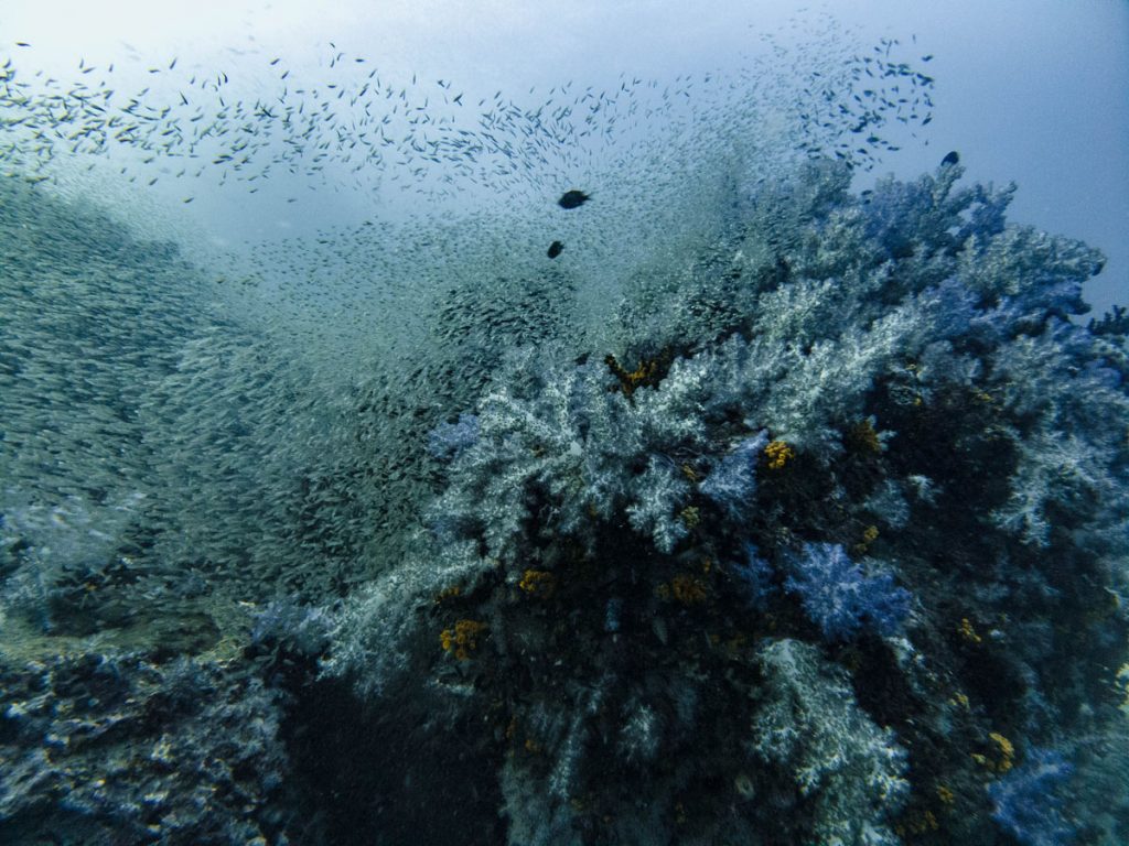 Richelieu Rock dive site