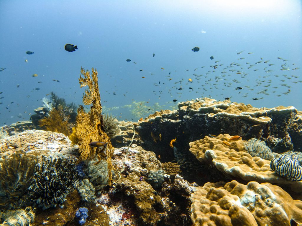 tachai pinnacle dive site