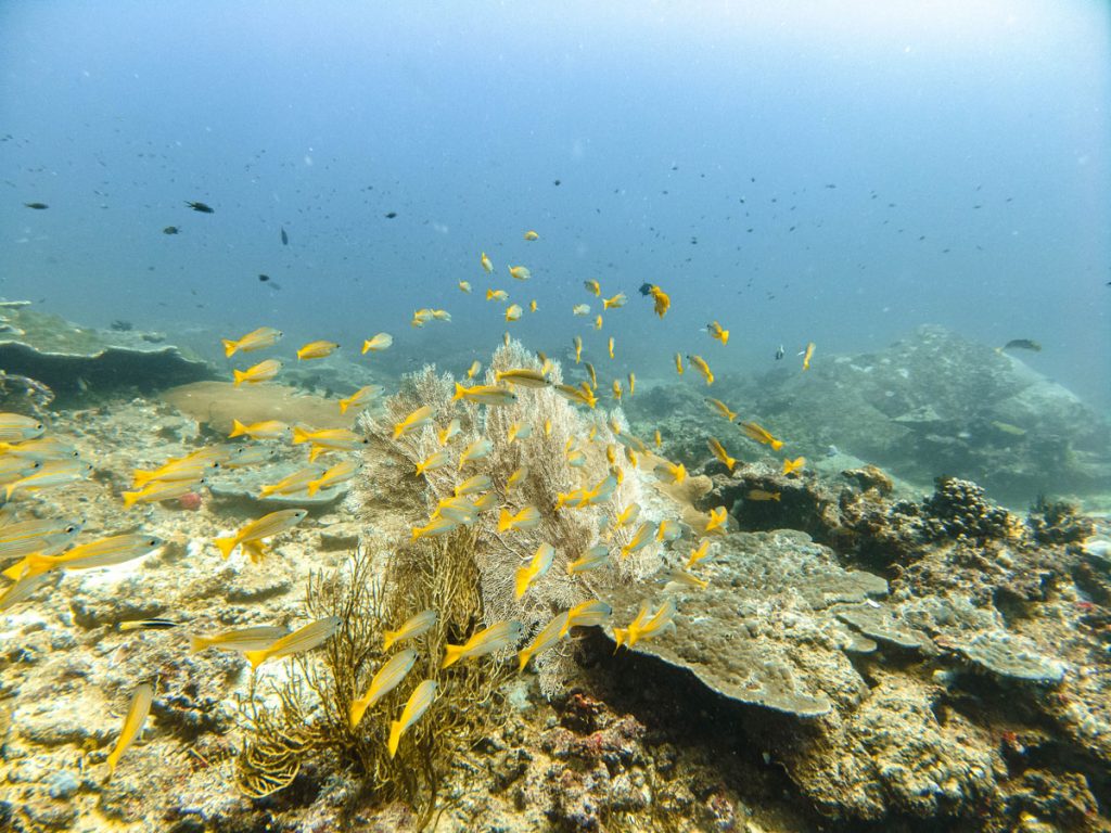 tachai pinnacle dive site